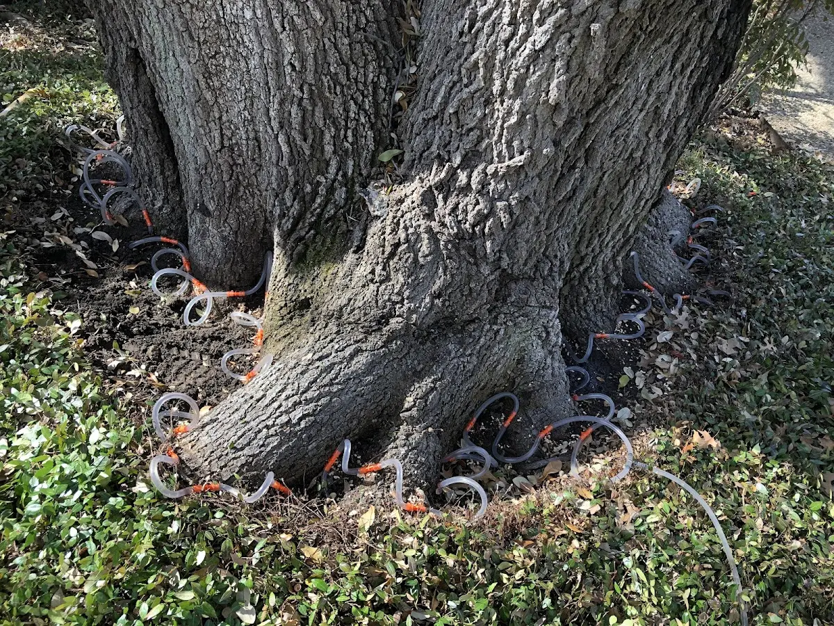 Detailed Tree Cabling and Bracing job site in Lookeba