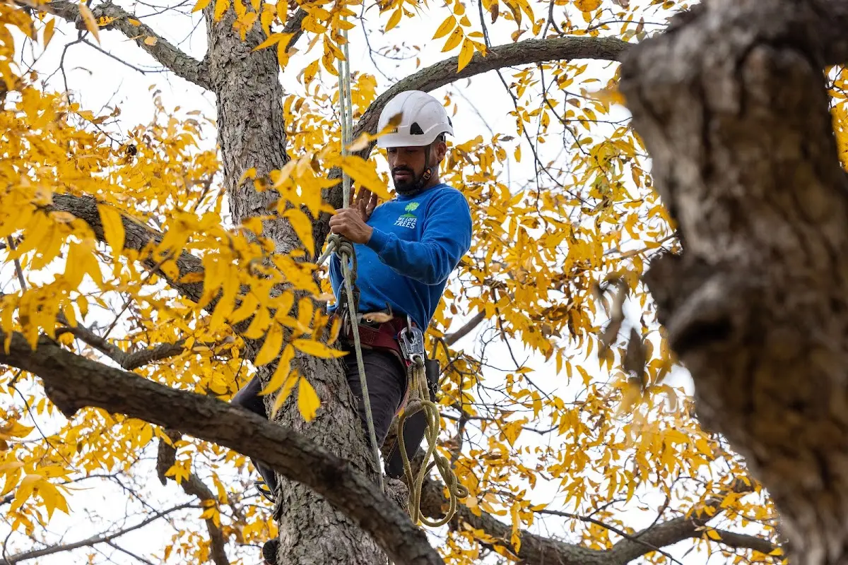 Skilled Tree Pruning crew working in Lookeba